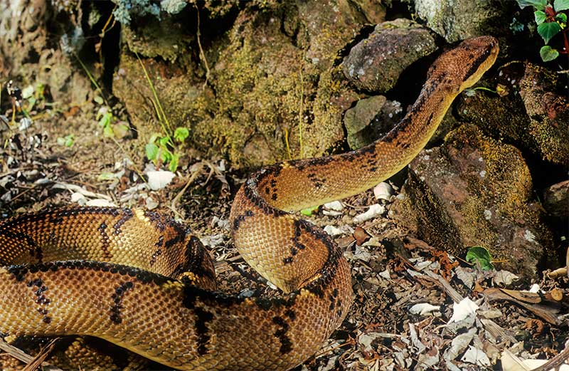 レメディーラケシスの源物質ヘビ