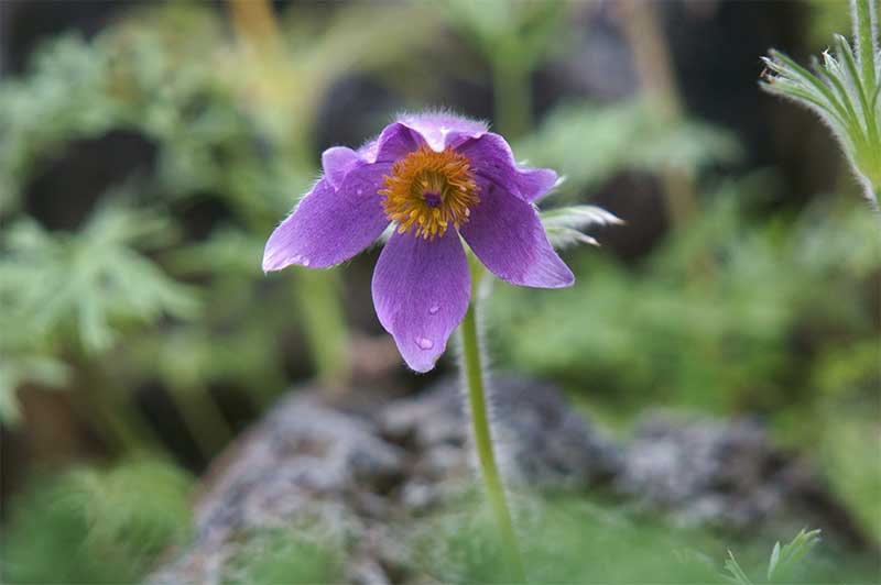 ホメオパシー 更年期 関節痛 レメディー プルサティラ ホメオパシーのレメディープルサティラの原料西洋オキナグサ