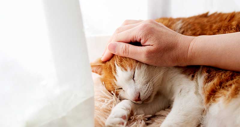 猫を撫でている手と猫