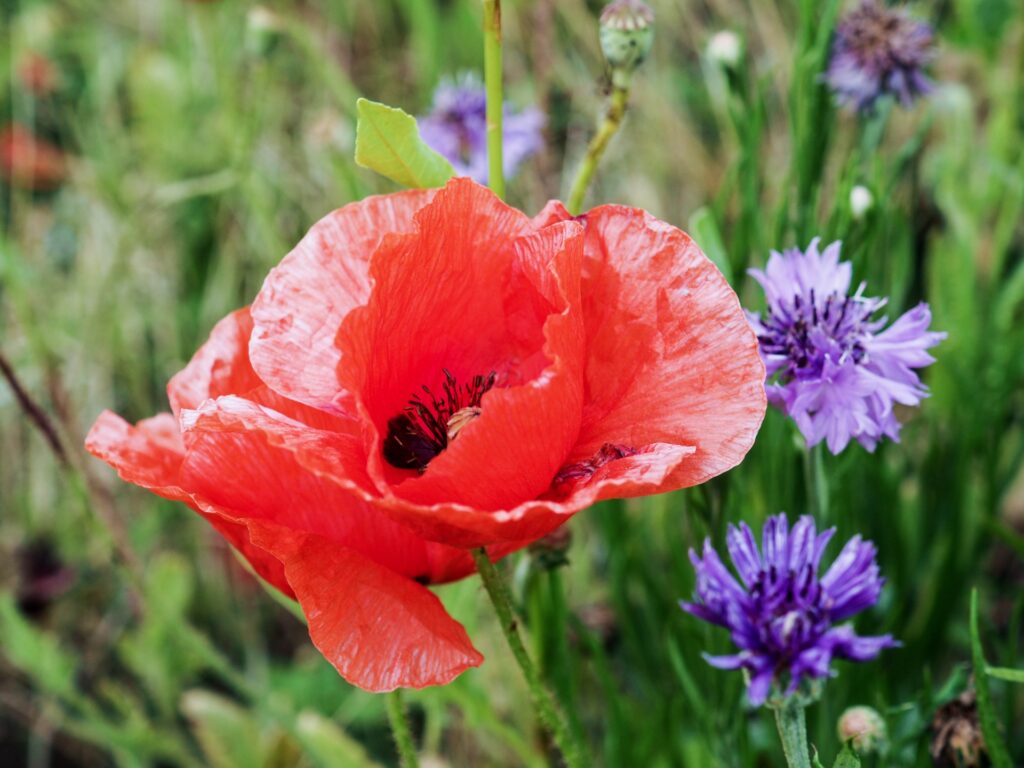 オピウムの原物質ケシの花
