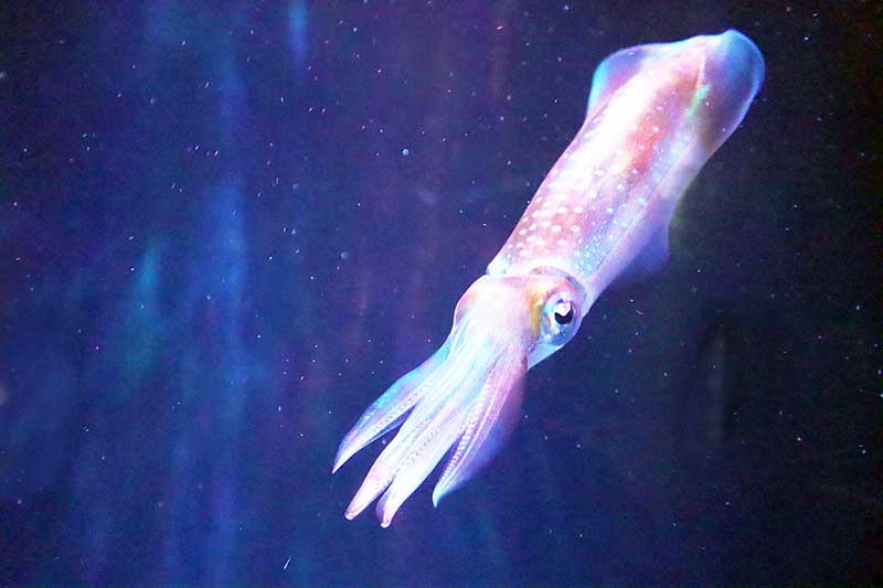 Sepiaの原料イカ（イカスミ）