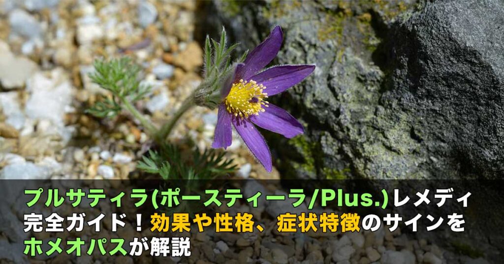 プルサティラレメディー